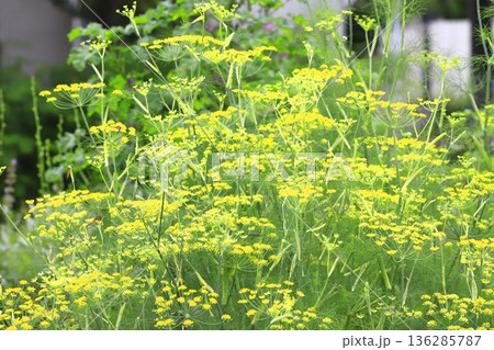 満開の茴香（ウイキョウ）の花   136285787