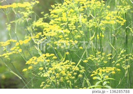 満開の茴香（ウイキョウ）の花   136285788