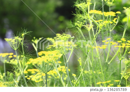 満開の茴香（ウイキョウ）の花   136285789