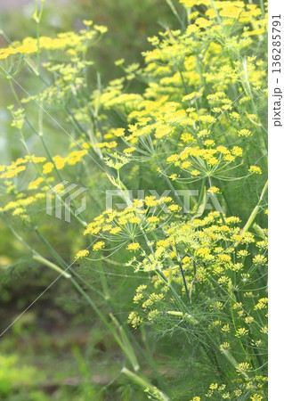 満開の茴香（ウイキョウ）の花   136285791