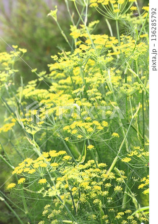 満開の茴香（ウイキョウ）の花   136285792