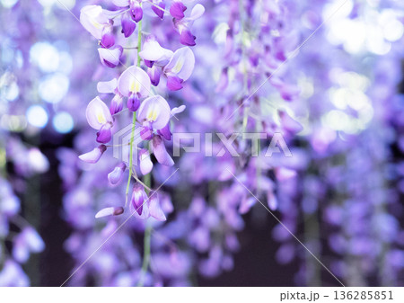 咲き誇る藤の花 咲き誇る藤の花 136285851