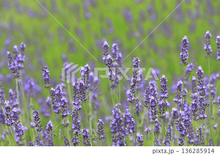 紫色のラベンダー畑　 136285914