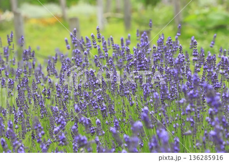 紫色のラベンダー畑 紫色のラベンダー畑 136285916