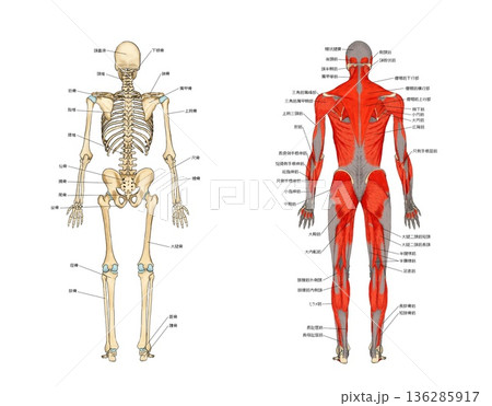 後から見た骨格と筋肉モデル 136285917
