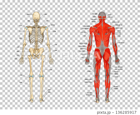 Rear view of the skeleton and muscle model 136285917