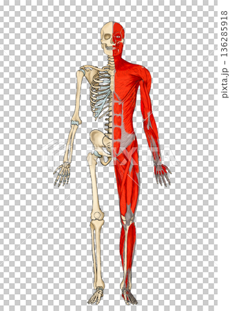 Frontal skeleton and muscles (unnamed) Frontal skeleton and muscles (unnamed) 136285918