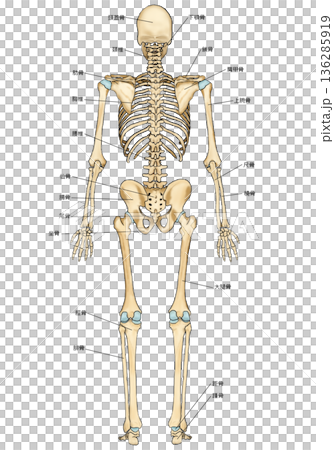 Skeleton seen from behind 136285919
