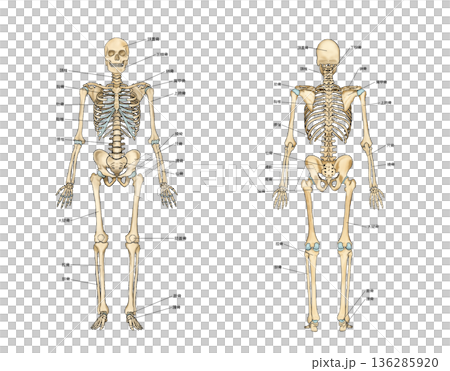 Skeleton seen from the front and back 136285920