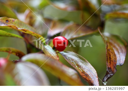 雨に濡れたサンシュユの赤い実 136285997