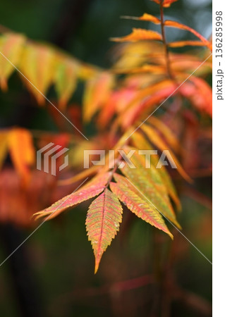 ナナカマドの紅葉 ナナカマドの紅葉 136285998
