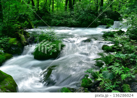 奥入瀬渓流 136286024