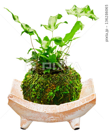 白背景に切り抜かれたテラコッタ風の器にのったシダ植物の苔玉(観葉植物) 白背景に切り抜かれたテラコッタ風の器にのったシダ植物の苔玉(観葉植物) 136286065