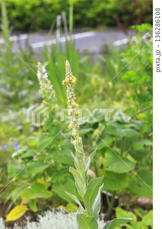 ビロードモウズイカの花 136286108