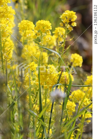 春の訪れを告げる菜の花 春風景 春の訪れを告げる菜の花 春風景 136286112