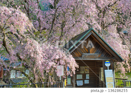【東京都】人里バス停のしだれ桜 136286255