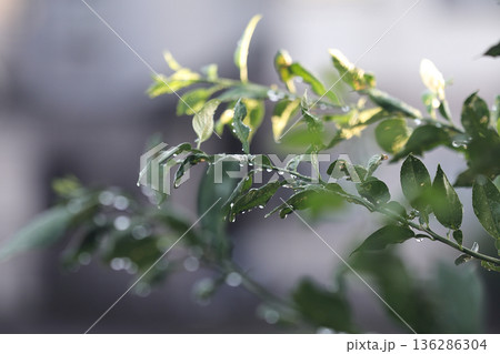 ゆずの木に滴る雨 136286304
