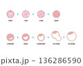 ヒト胚の発育過程 136286590