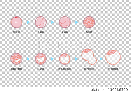 人類胚胎發育 136286590