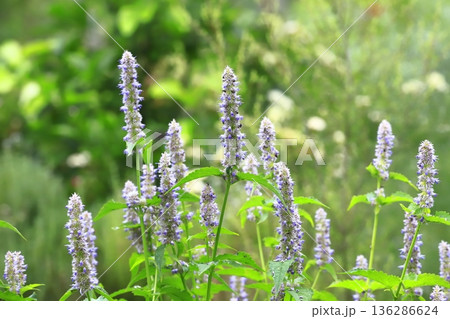 アニスヒソップの花 136286624