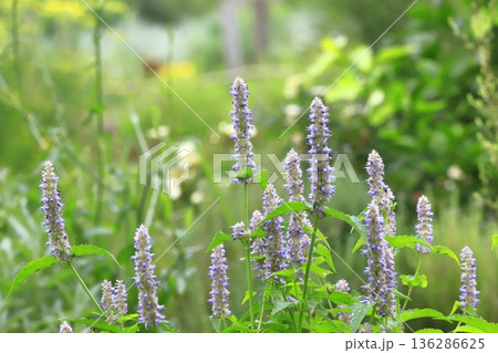 アニスヒソップの花 アニスヒソップの花 136286625