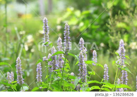 アニスヒソップの花 136286626