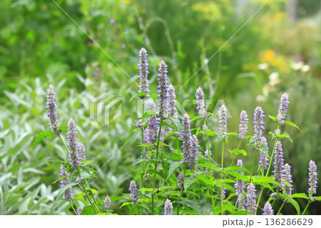 アニスヒソップの花 136286629