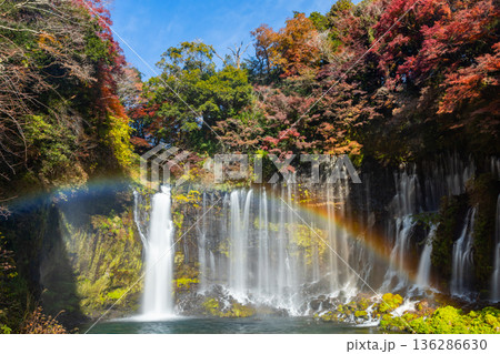 静岡県富士宮市上井出　世界遺産構成資産の白糸の滝に虹と紅葉モミジが映える景色 136286630