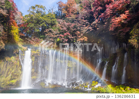 静岡県富士宮市上井出　世界遺産構成資産の白糸の滝に虹と紅葉モミジが映える景色 136286631
