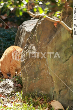 猫のいる風景 136286740