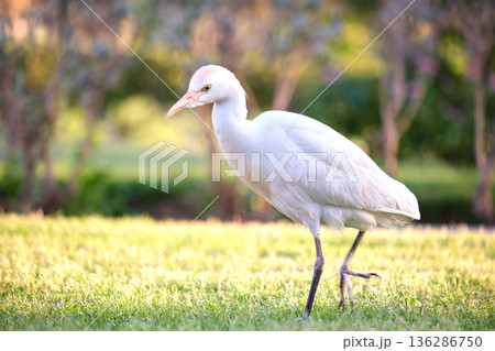 White cattle egret wild bird, also known as Bubulcus ibis walking on green lawn in summer 136286750