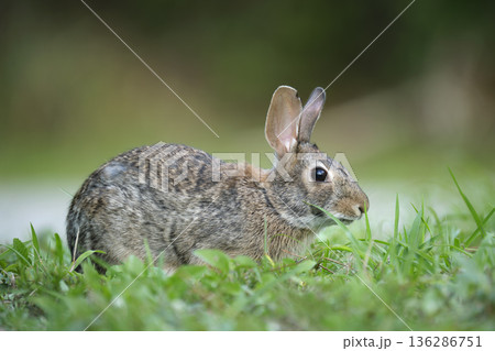 Grey small hare eating grass on summer field. Wild rabbit in nature 136286751
