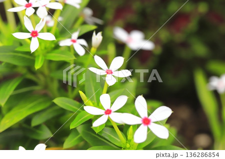 白いフェアリースター（レッドアイ） 136286854