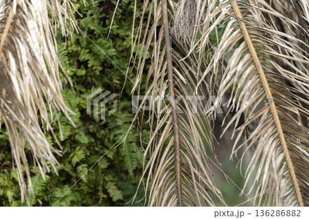 Dry dead palm tree on Florida home backyard Dry dead palm tree on Florida home backyard 136286882