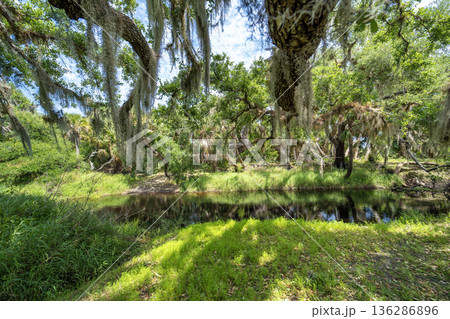 Florida wetlands nature. Jungles with palm trees and tropical vegetation in southern USA Florida wetlands nature. Jungles with palm trees and tropical vegetation in southern USA 136286896