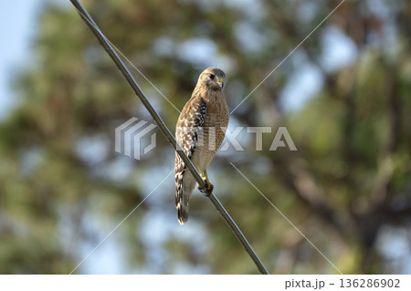The red-shouldered hawk bird perching on electric cable looking for prey to hunt 136286902