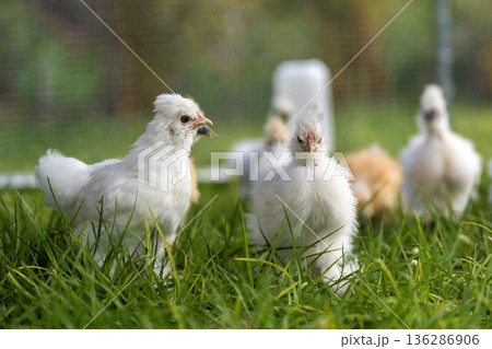Young chicks in poultry hen house with green grass in backyard garden. 136286906