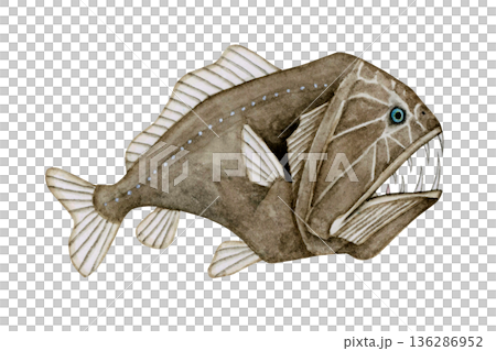 オニキンメ キンメダイ　深海魚 深海生物　水彩 イラスト 136286952