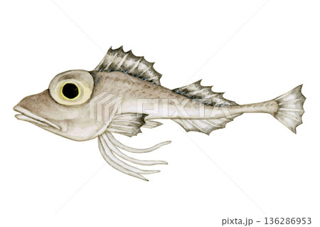 トリカジカ カジカ　深海魚 深海生物　水彩 イラスト 136286953