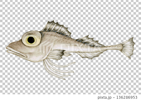 トリカジカ カジカ　深海魚 深海生物　水彩 イラスト 136286953
