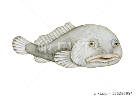 ニュウドウカジカ カジカ 深海魚 深海生物 水彩 イラスト ニュウドウカジカ カジカ 深海魚 深海生物 水彩 イラスト 136286954