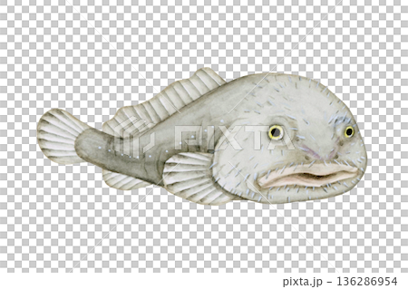 ニュウドウカジカ カジカ 深海魚 深海生物 水彩 イラスト ニュウドウカジカ カジカ 深海魚 深海生物 水彩 イラスト 136286954