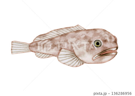 ボウズカジカ カジカ　深海魚 深海生物　水彩 イラスト 136286956