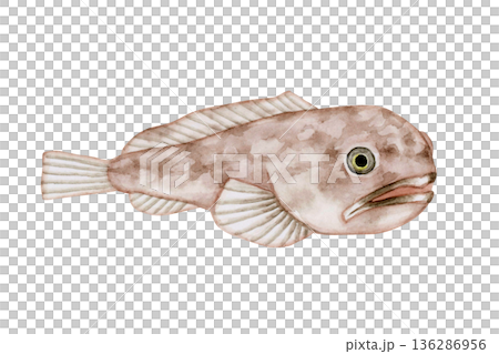 ボウズカジカ カジカ　深海魚 深海生物　水彩 イラスト 136286956