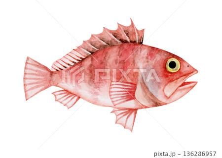 ユメカサゴ カサゴ 深海魚 深海生物 水彩 イラスト ユメカサゴ カサゴ 深海魚 深海生物 水彩 イラスト 136286957