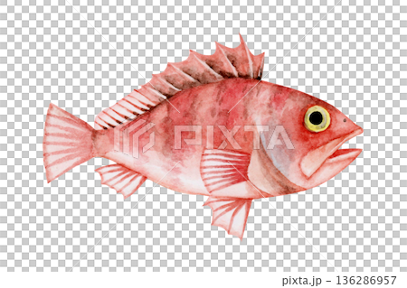 ユメカサゴ カサゴ 深海魚 深海生物 水彩 イラスト ユメカサゴ カサゴ 深海魚 深海生物 水彩 イラスト 136286957