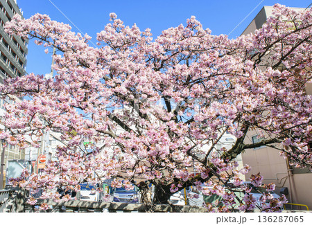 静岡県熱海市 あたみ桜 糸川遊歩道 2月上旬 静岡県熱海市 あたみ桜 糸川遊歩道 2月上旬 136287065