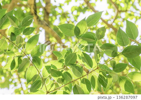 太陽の光が綺麗な新緑の木 136287097