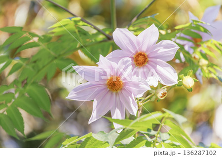 淡いピンク色の皇帝ダリア 136287102