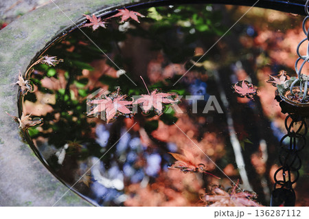 手水鉢に映る紅葉の情景 136287112